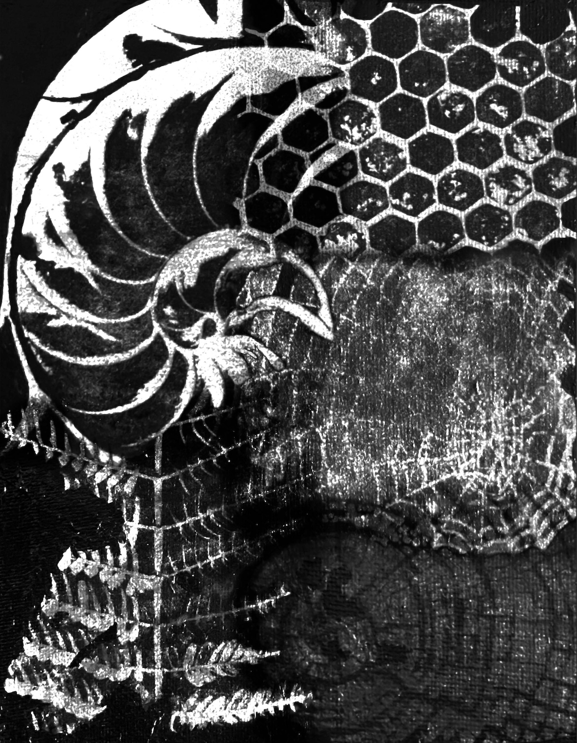 nature patterns b/w