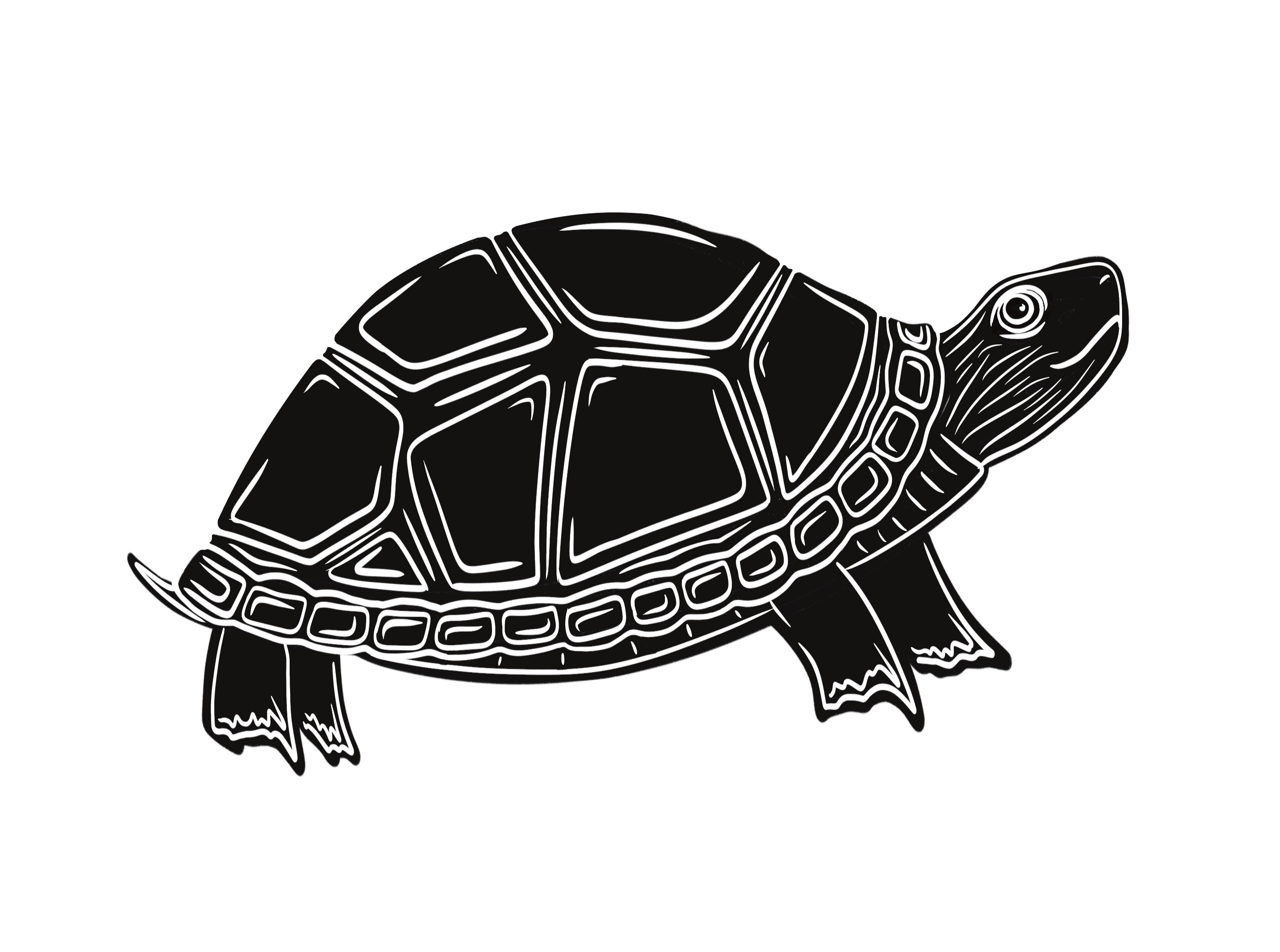 simple turtle doodle