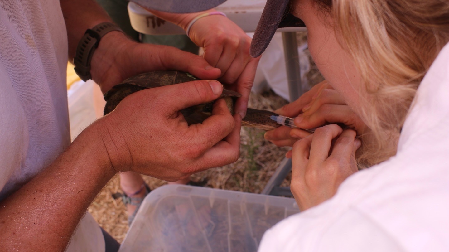 turtle blood sampling #1