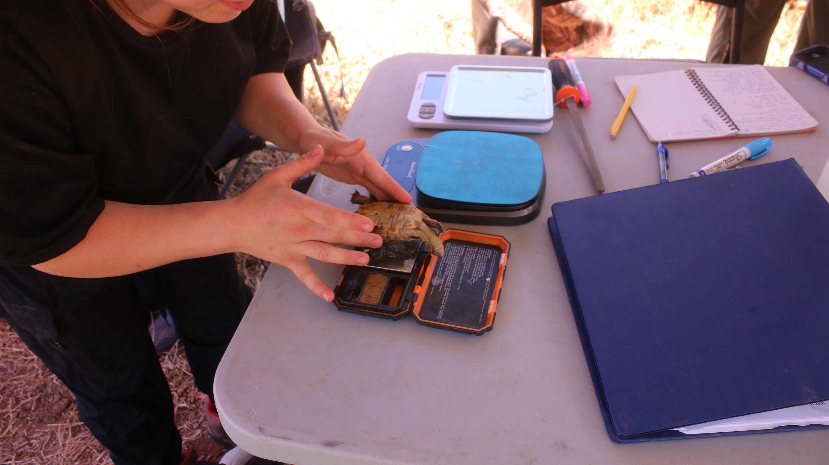 turtle being weighed