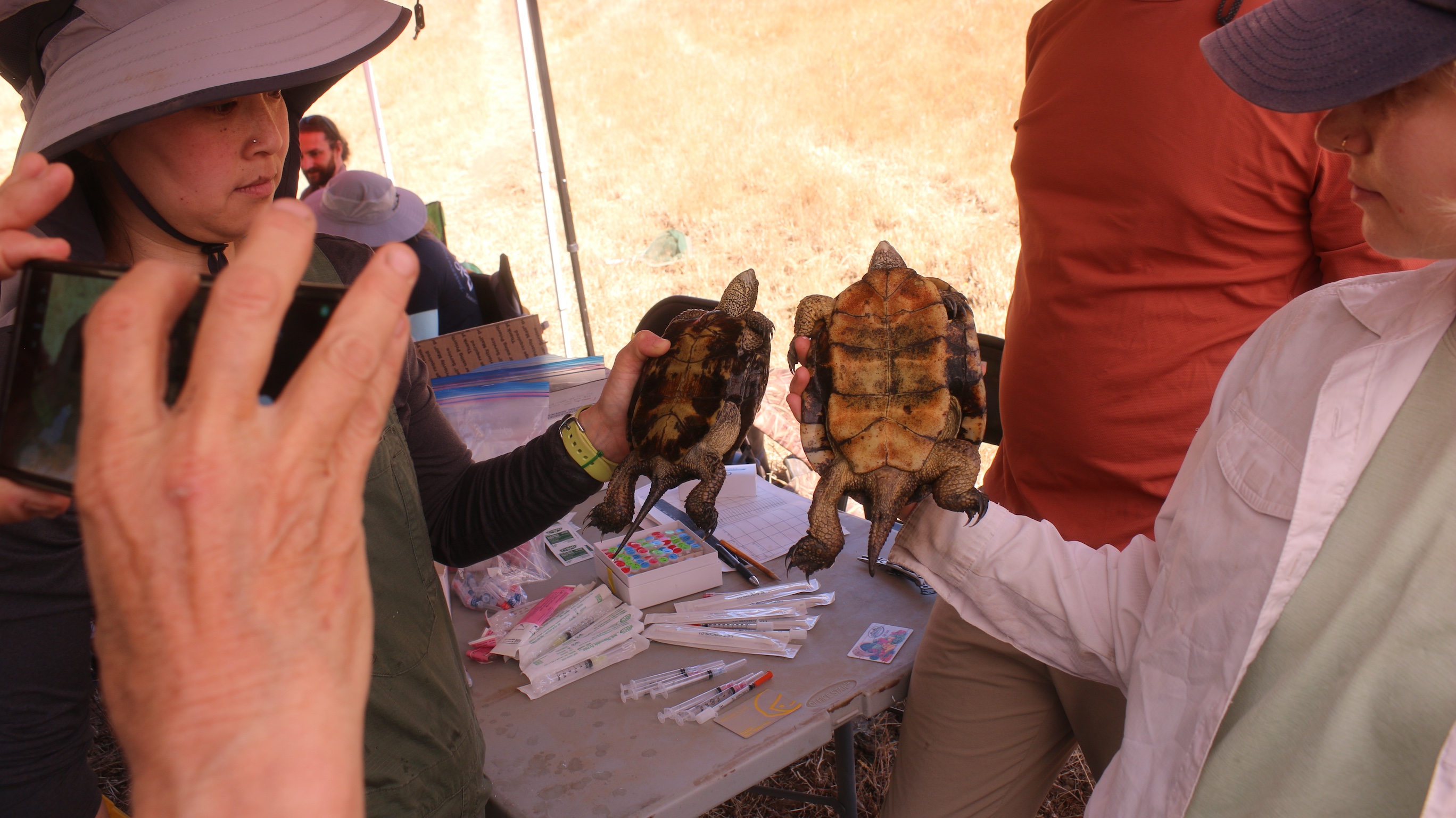 two turtles, plastron facing