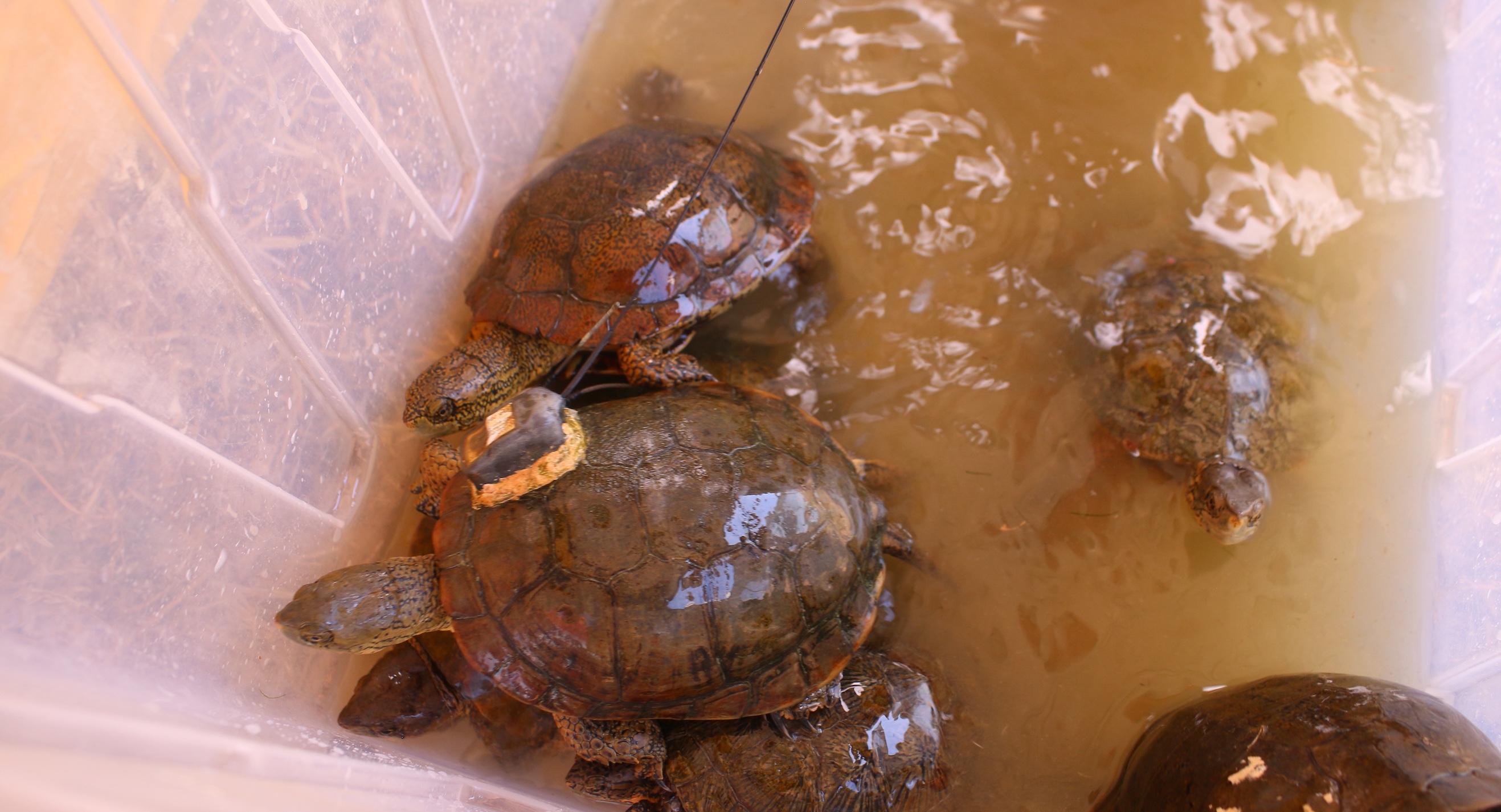 turtles in bin