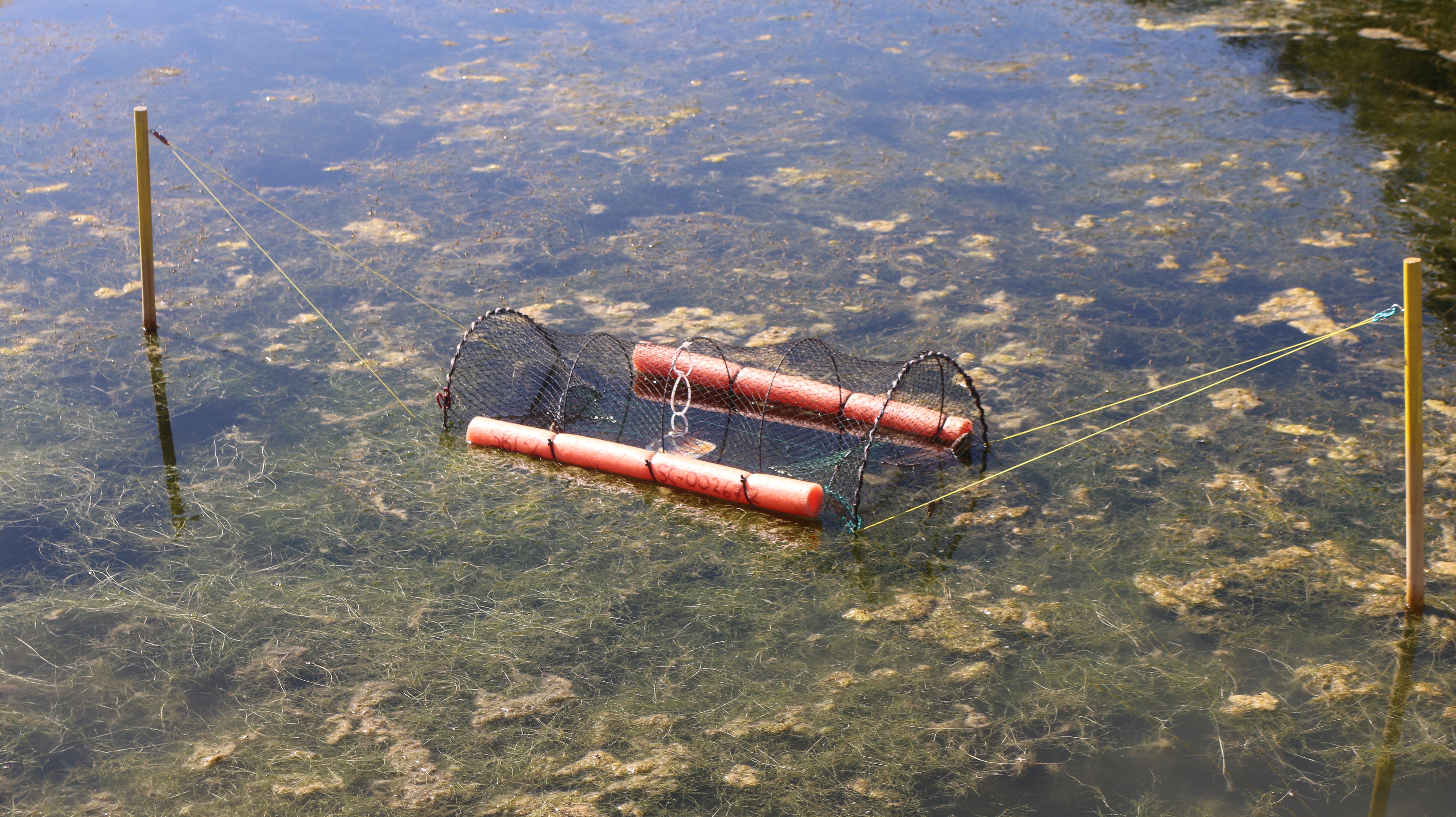 turtle trap in pond
