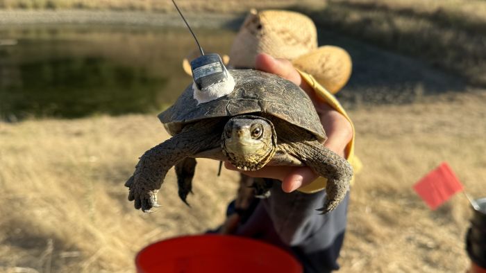 turtle with tracker close-up