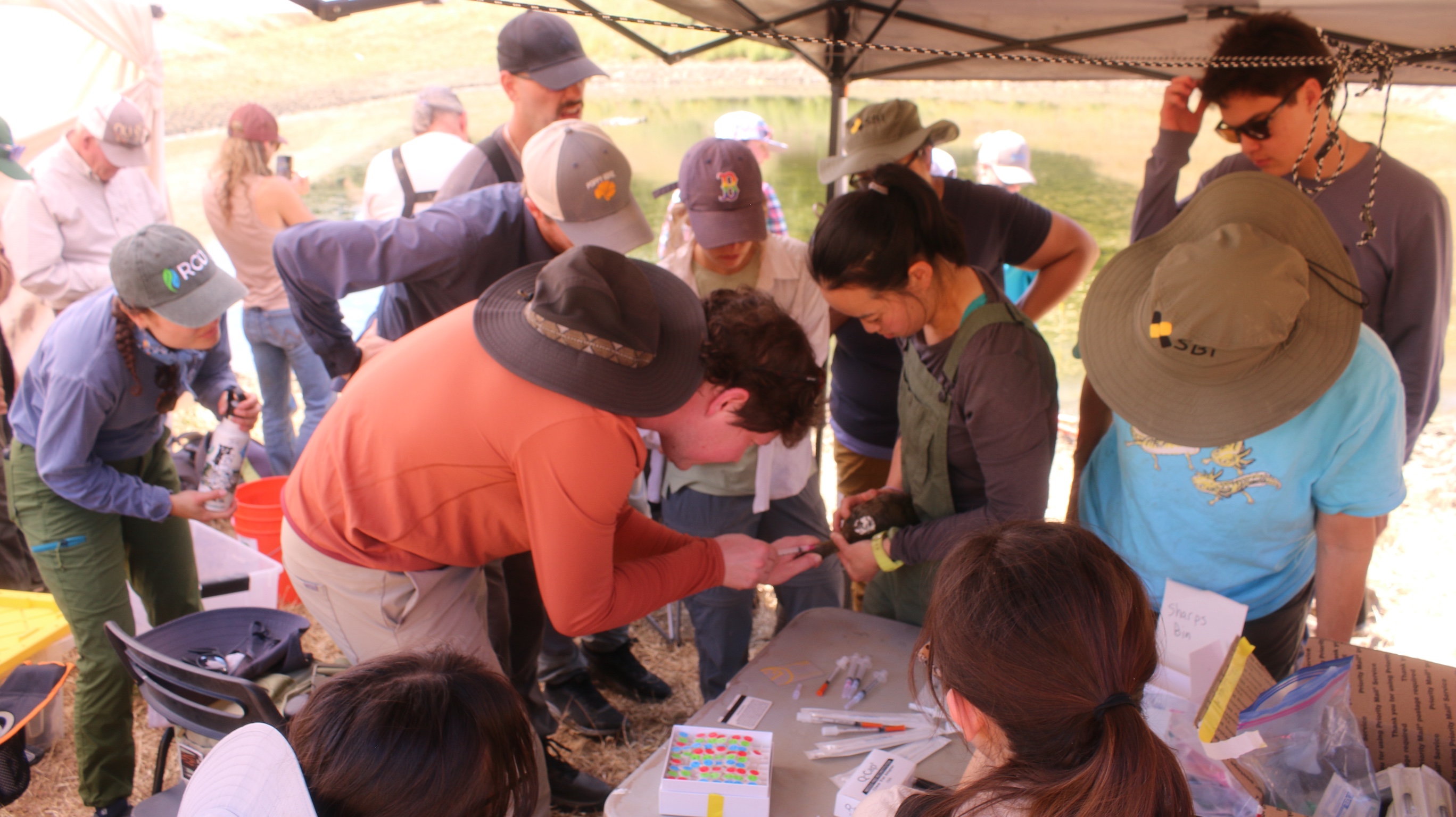 turtle blood sampling #2