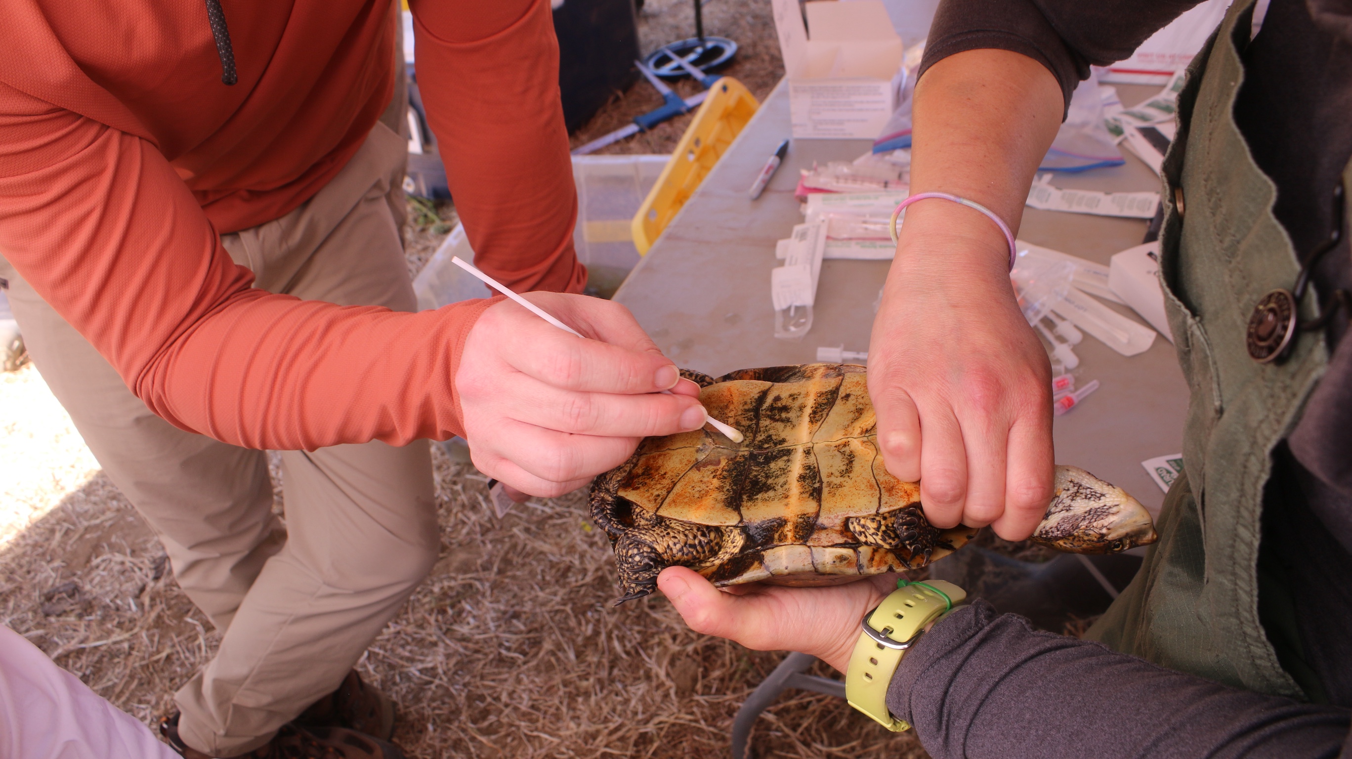 turtle plastron swabbing