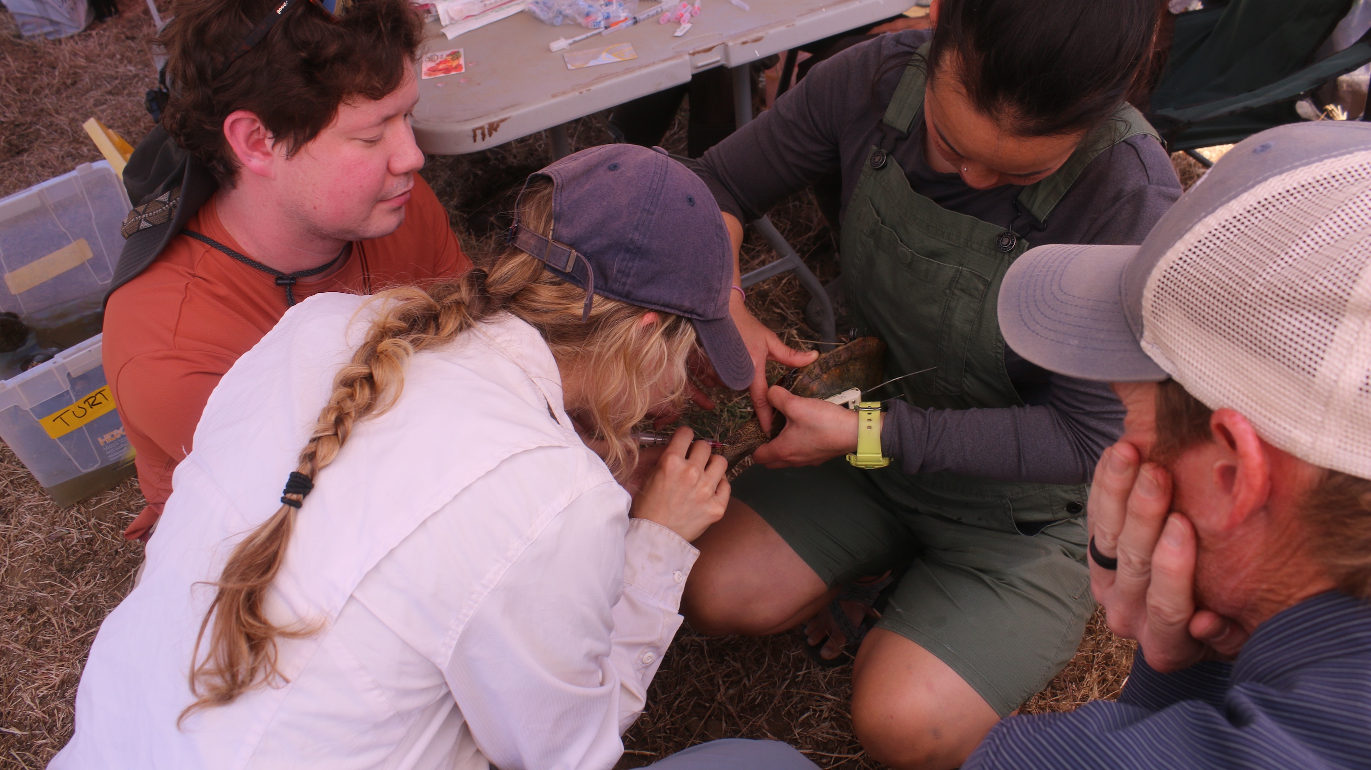 turtle blood sampling #3