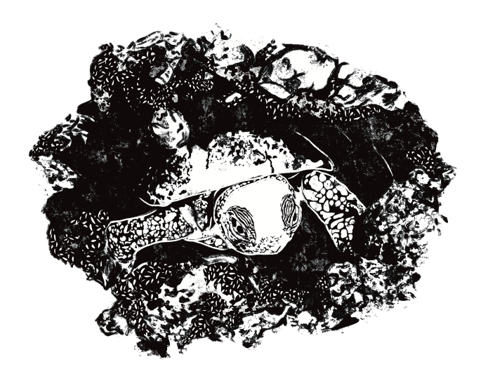 shirt design- turtle hatchling illustration