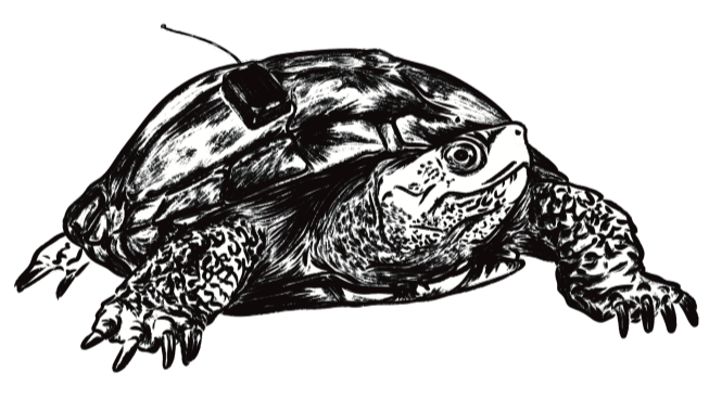 shirt design- turtle with tracker illustration
